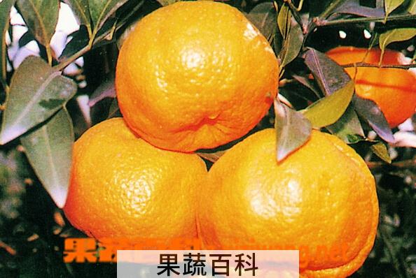 果蔬百科台湾椪柑