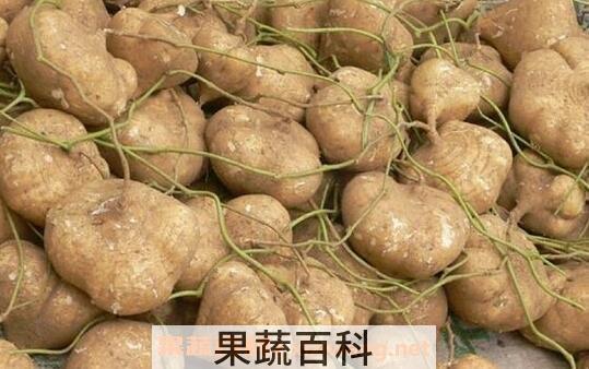 土瓜的营养价值与功效