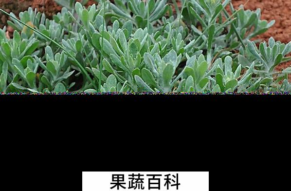 果蔬百科清明菜的功效与作用