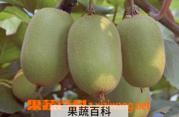 果蔬百科米良一号