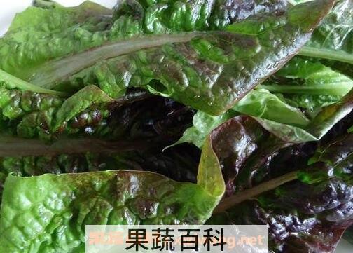 紫莴笋叶的营养价值
