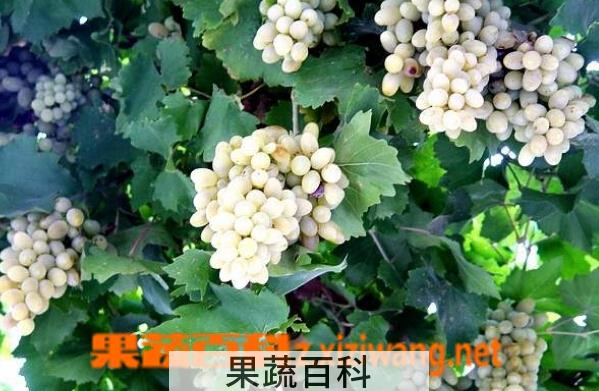 果蔬百科沙巴珍珠