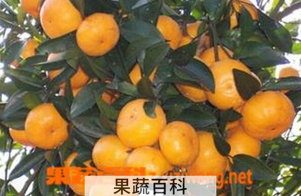 果蔬百科爱伦达尔桔