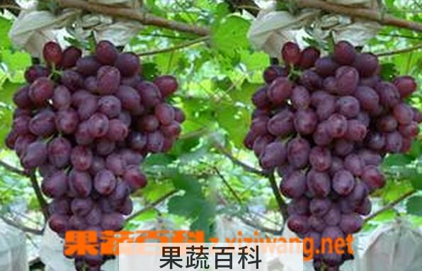 果蔬百科矢富罗莎