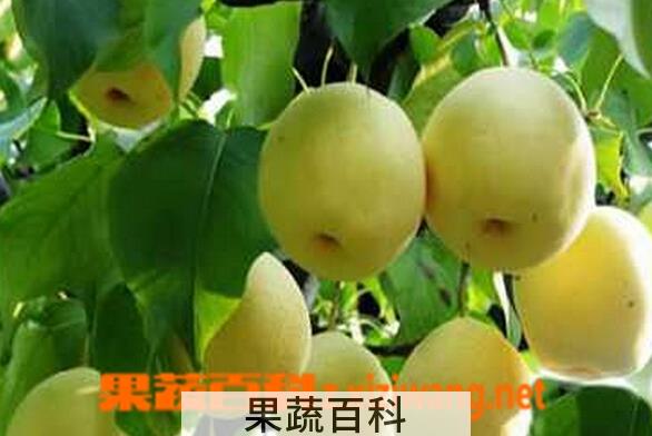 果蔬百科早美酥梨