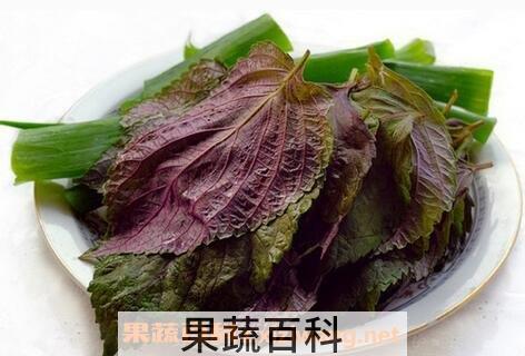 紫苏叶的功效与作用及食用方法