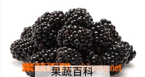 果蔬百科黑梅