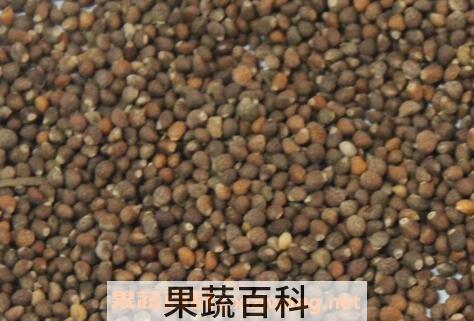 炒紫苏子的功效与作用