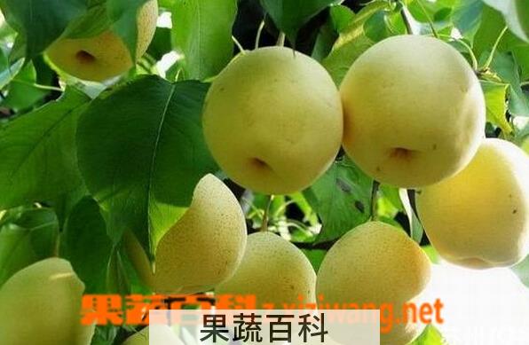 果蔬百科严州雪梨