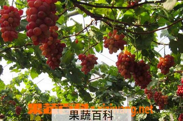 果蔬百科神园葡萄