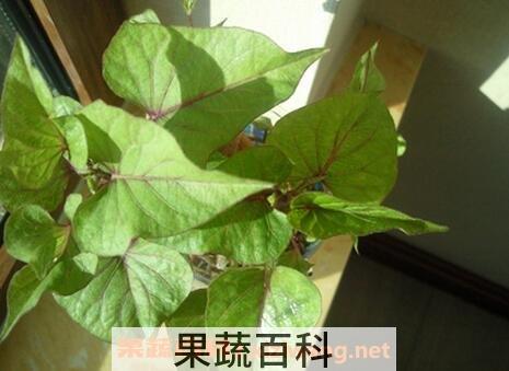 紫薯叶的营养价值 