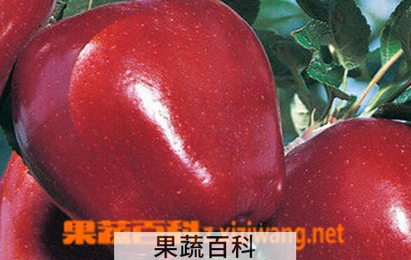 果蔬百科五爪苹果