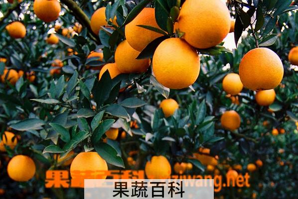 果蔬百科温州蜜橘