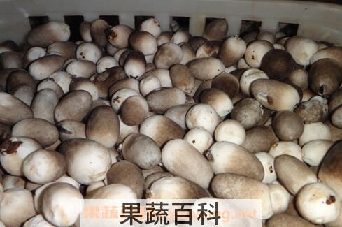 草菇的功效与作用