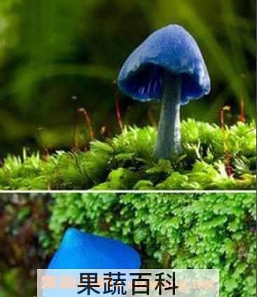 天蓝蘑菇