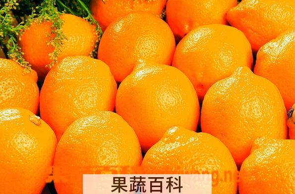 果蔬百科脐橙四号