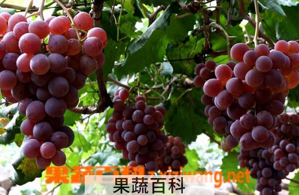 果蔬百科清徐葡萄