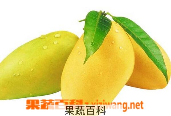 果蔬百科象牙芒果