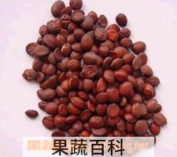 果蔬百科酸枣仁