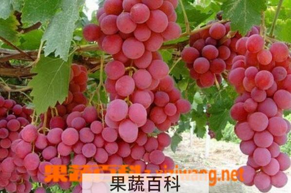 果蔬百科晚红葡萄