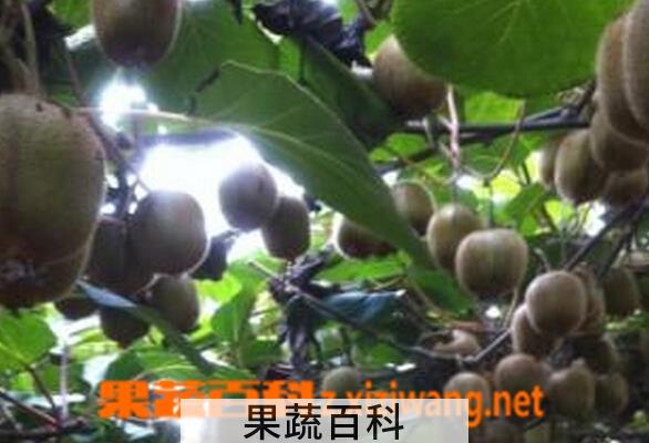果蔬百科武植三号