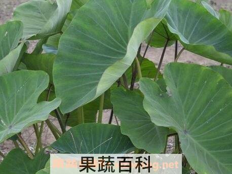 紫芋头叶的功效与作用及食用方法