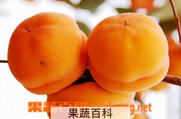 果蔬百科磨盘柿子