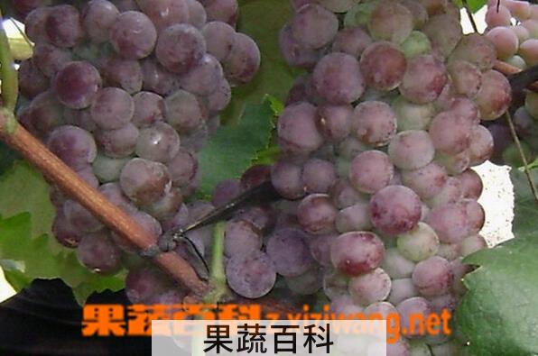 果蔬百科蜜利葡萄