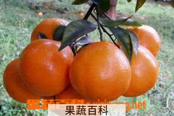 果蔬百科桔橙七号