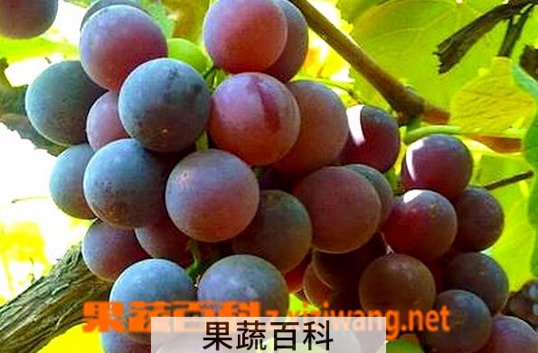 果蔬百科米勒葡萄