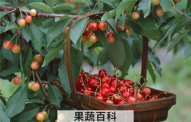 买的樱桃怎么保存，一个保存樱桃的绝招