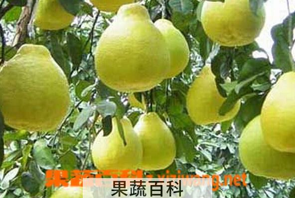 果蔬百科长寿沙田柚