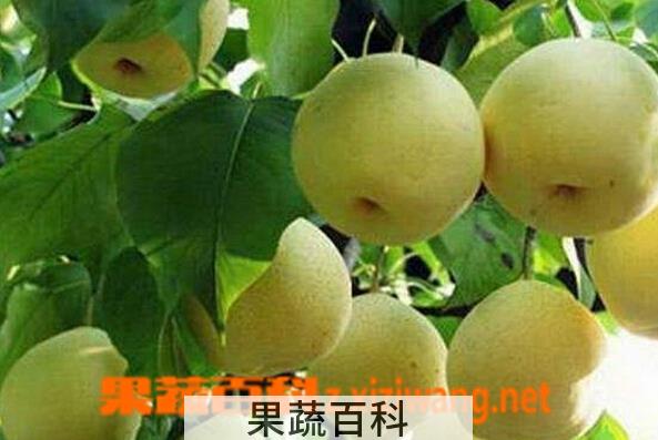 果蔬百科孟津梨