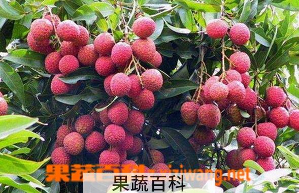 果蔬百科野生荔枝
