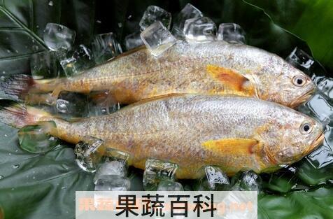 黄鱼的营养价值