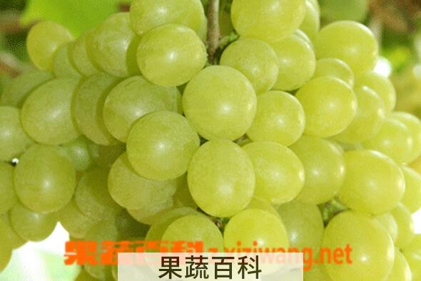 果蔬百科京玉葡萄
