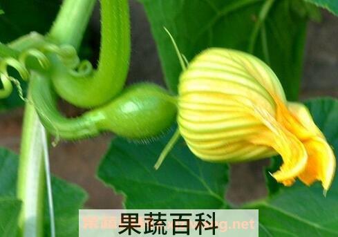 南瓜花的营养价值与功效作用