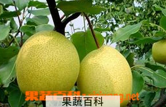 果蔬百科晋酥梨