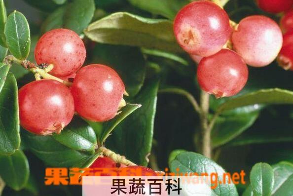 果蔬百科卡姆果