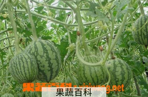 果蔬百科迷你西瓜