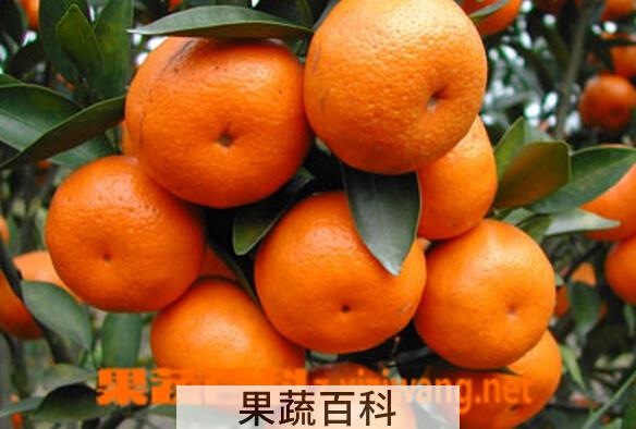 果蔬百科龙门年桔