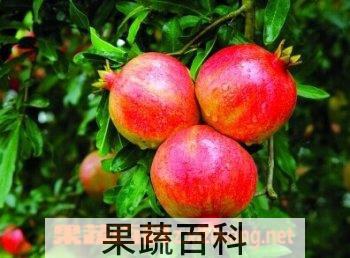 果蔬百科石榴