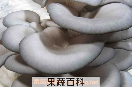 蘑菇的养生功效有哪些