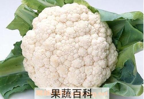 菜花的营养价值及功效