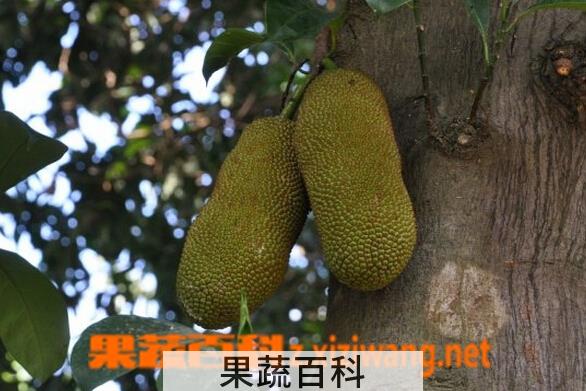 果蔬百科尖蜜拉