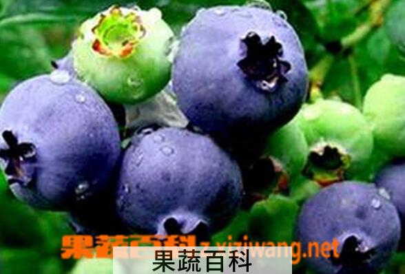 果蔬百科欧洲越橘