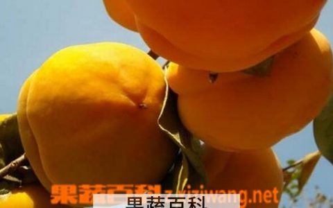 磨盘柿的功效与作用