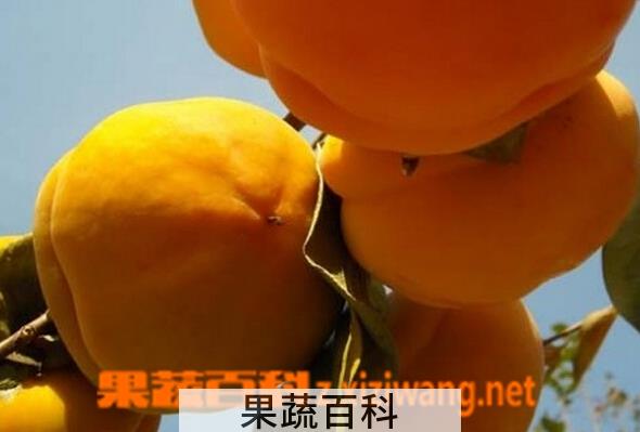 果蔬百科磨盘柿