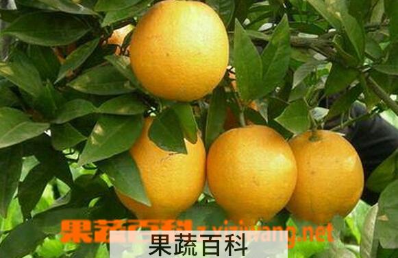 果蔬百科开县锦橙