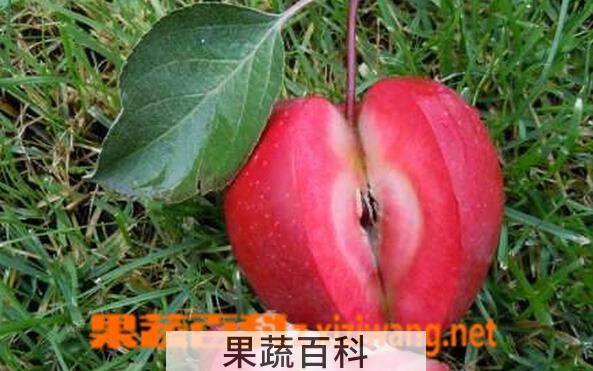 果蔬百科红肉苹果